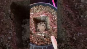 Огород на подоконнике. Пересадка баклажана в горшки 5 литров