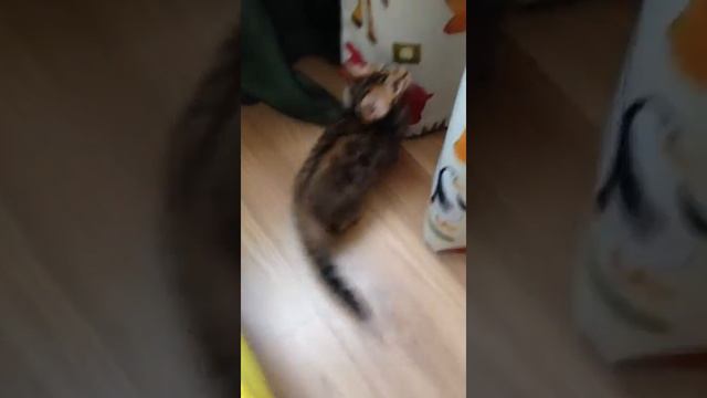 Бенгальская кошека Qaylie