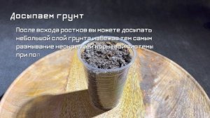 Как вырастить куст годжи из семечка? | ГОДЖИ ДОМА