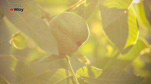 МОЖНО ЛИ КЛАСТЬ ЛИСТЬЯ ОРЕХОВ В КОМПОСТ? А ИСПОЛЬЗОВАТЬ КАК МУЛЬЧУ?