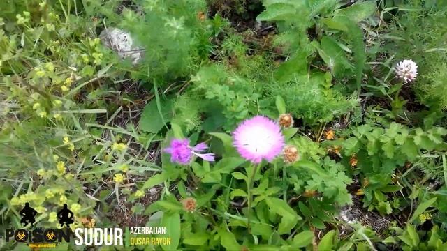 Sudur. Qusar rayonu. Судур. Гусарский район.