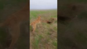 охота с БИГЛЕМ НА БАРСУКА