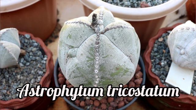 #Shemasundar #Cactuscollection #cactus #cactusforbeginners #mammillaria #astrophytum #cactusnursery смотреть онлайн