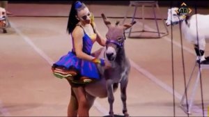 What is a circus | circus history | famous circus | circus animals | circus acts |