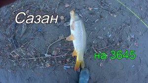 Поймал САЗАНА на 3600