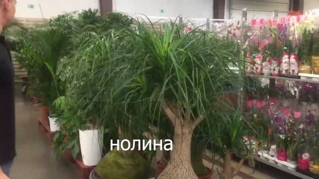 Поставка горшечных растений от 22.08 в 7ЦВЕТОВ