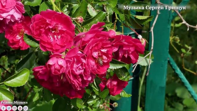 Красивая мелодия до слёз! Самые красивые и необычные цветы мира.Цветы и вдохновение