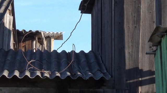 Птенцы синички вылетают из гнезда смотреть онлайн