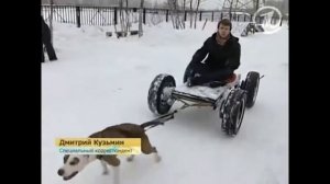 Нелегальные СОБАЧЬИ БОИ!!! ШОК!!! Пит БУЛИ!!! Illegal DOG FIGHTING!!! SHOCK!!! Pit BULLS!!