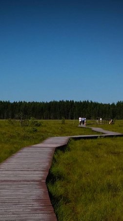 Экотропа Сестрорецкое болото