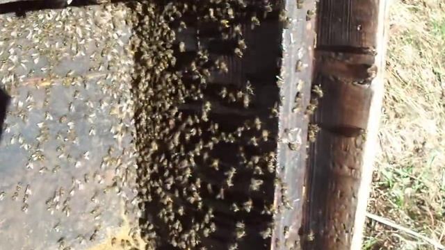 Пчелы перебираются в новый улей. Медвинка смотреть онлайн