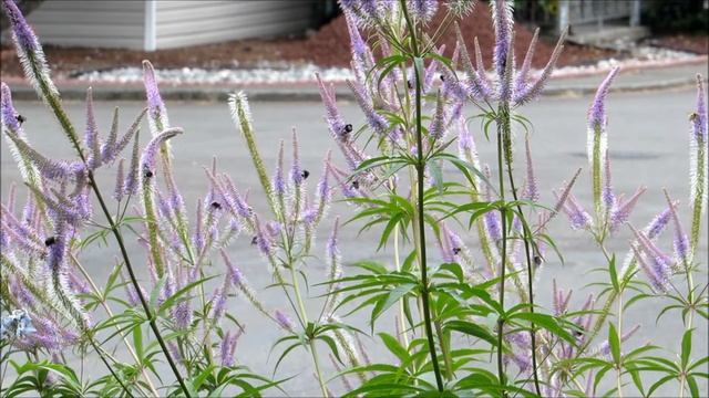 Bumble bees on veronicastrum смотреть онлайн