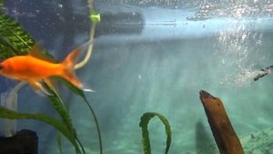 Корм для золотых рыбок Tetra Goldfish хлопья.