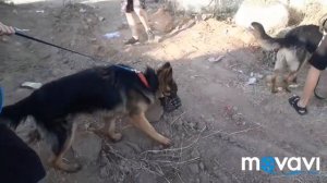Щенок Овчарки защищает территорию от другой собаки!!!