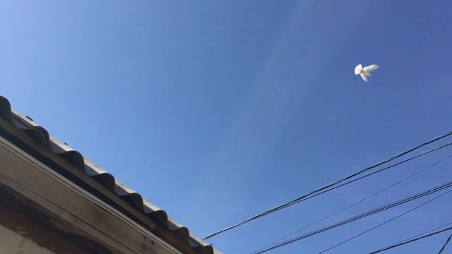 #Pigeons.Соревнование пищалок. смотреть онлайн