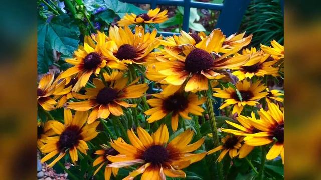 RUDBECKIA TIGER EYE! смотреть онлайн