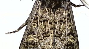 Совка плевельная в августе