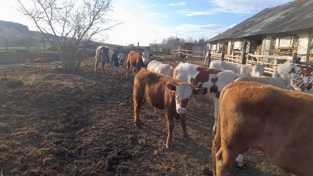 Беспривязное содержание бычков 5 месяцев после откорма,какие результаты смотреть онлайн