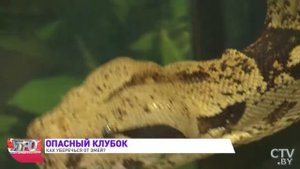 Что делать, если укусила змея