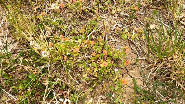 Scarlet Pimpernel смотреть онлайн