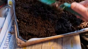 Картофель из ростков – технология выращивание СУПЕР РАННЕГО картофеля 4241