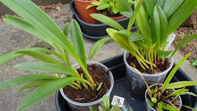 orchid garden haul plus cattleya purpurata: I finally figured out how to grow it смотреть онлайн