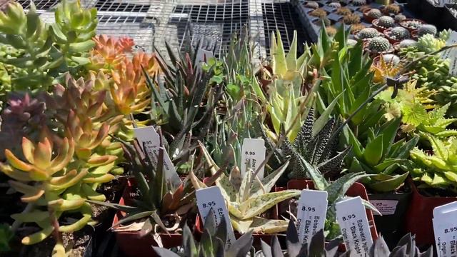 Popular succulents in various sizes (2', 4" and 6" sizes). смотреть онлайн