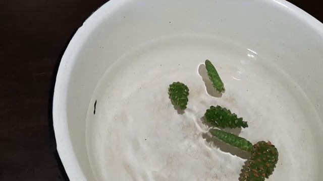 ВАРЕНЬЕ ИЗ СОСНОВЫХ ШИШЕК смотреть онлайн