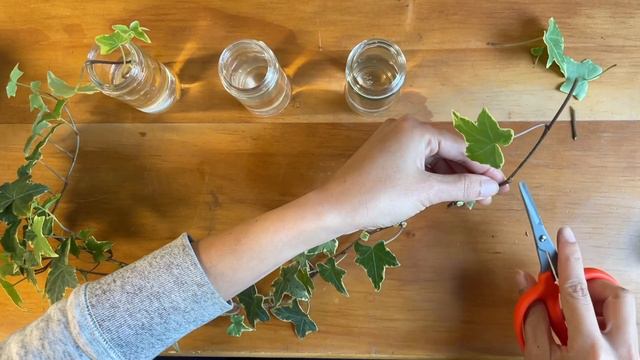 English Ivy Propagation смотреть онлайн