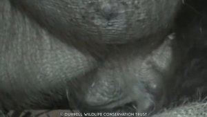 15 Magnificent Ways Animals Give Birth