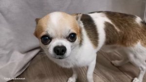 Чихуахуа Фунтик сильно НАКОСЯЧИЛ!!! (Chihuahua Funtik is very guilty)