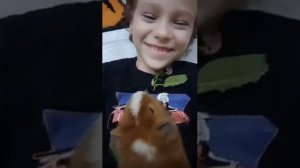 Дрессировка морской свинки