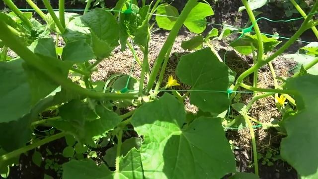 НОВИНКА ДЛЯ ОГУРЦОВ! Вы удивитесь как легко и просто увеличить урожай огурцов. Подкормка для огурцо