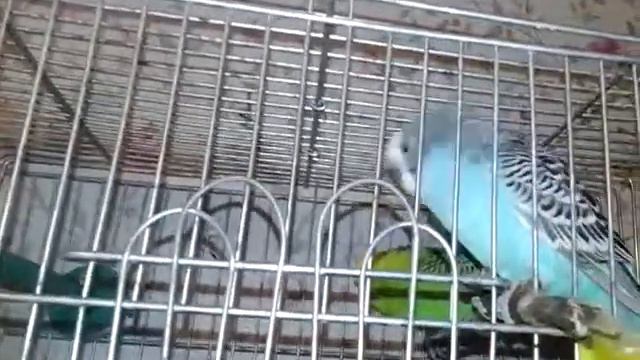 Все наши животные