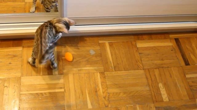 Бенгальская кошка Adel играет.Бенгальские котята