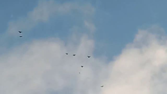 Николаевские голуби!  02-01-2022 смотреть онлайн