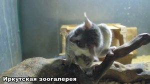 ИРКУТСКАЯ ЗООГАЛЕРЕЯ. Сенегальский галаго