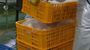 Как производят курятину и выращивают цыплят в промышленных масштабах?