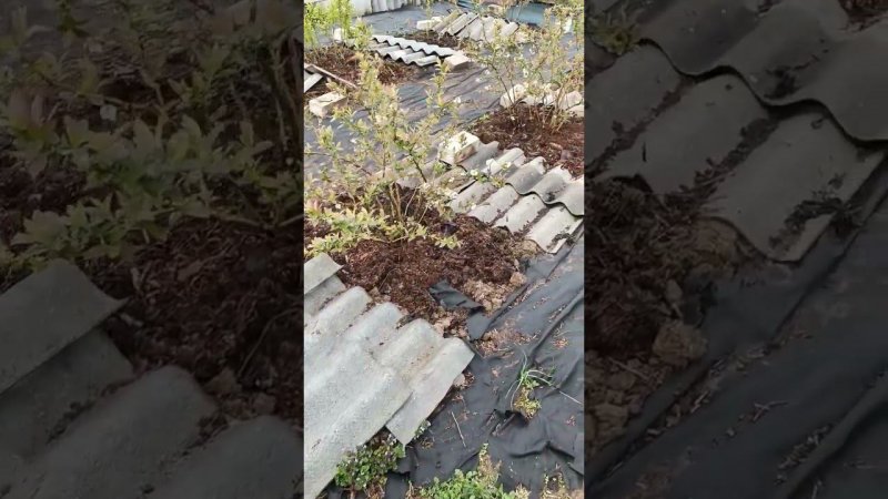 Цветение кустов голубики на 7 мая 24г. Известный многим, сорт Блюкроп. Полезная ягода.