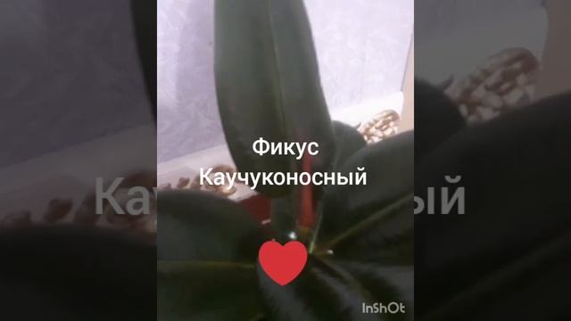 #кордилина #фикускаучуконосный #антуриумчерный Мини-обзорчик. смотреть онлайн