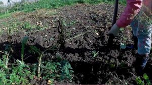 Копаем картошку,  сбор урожая картошки под сеном