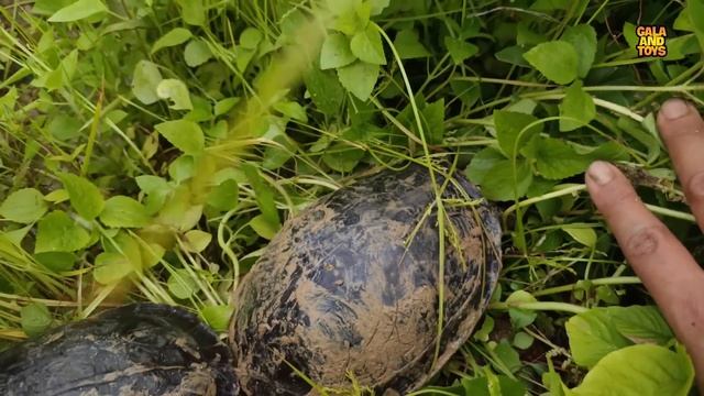 Menangkap ikan hias, ikan toman, ikan cupang, ikan lele, kura kura, lobster, ikan koi,channa.part37 смотреть онлайн