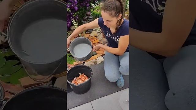 Бесплатное удобрение для всего