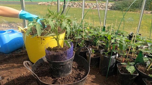 Рассада без пикировки - это просто! Выращивание рассады томатов без пикировки | Томаты без пикировк