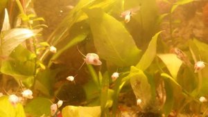 Отсадники для выращивания улиток Ампулярий, катушек для корма Хелен, Гуппи, Моллинезий и Растений 2