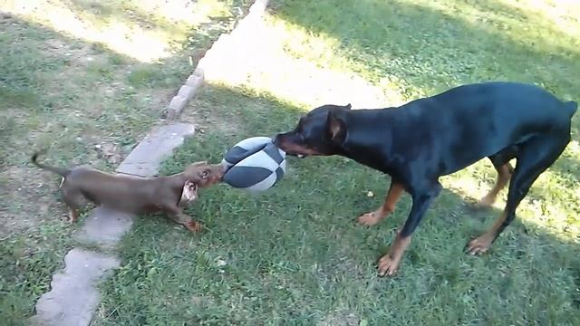 dachshund vs doberman смотреть онлайн