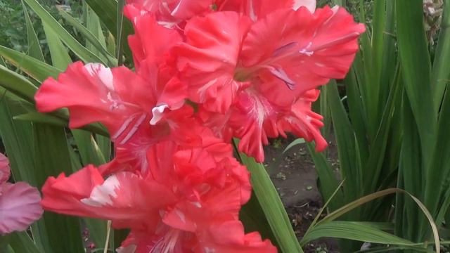 ГИБРИДНЫЙ СЕЯНЕЦ АС-15-44-01 смотреть онлайн