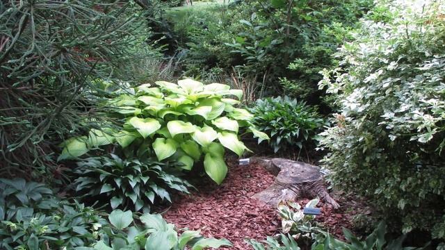 50th. National Hosta Tour Gardens смотреть онлайн