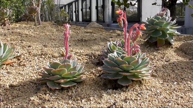 Echeveria elegans: Mexican Snowball - A Succulent Plant with pinkyellow Blossoms смотреть онлайн