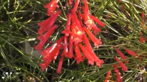 Firecracker plant/ Russelia Equisetiformis / Руссе́лия хвощеви́дная /רוסליה